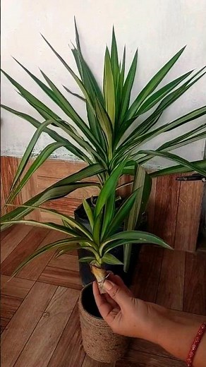 How To Propagate Yucca Plant from cutting. 2 Months Growth update.