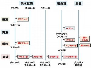 【基礎から学ぶ】消化酵素【生理学】 - PTOT国試対策　ー西島ゼミー