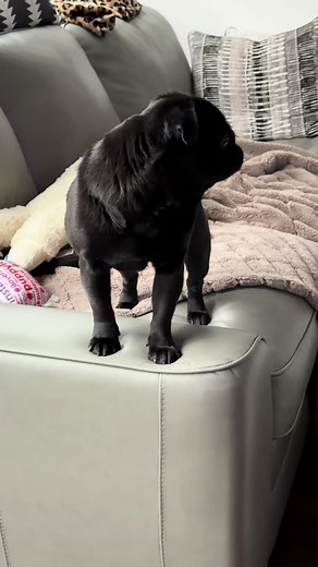Adorable Pug Barking Moments