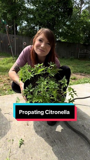 Propagate Citronella Easily: Cuttings & Division Guide