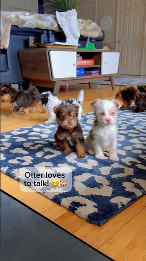 8 week old yorkies playing #play #yorkies #puppies #hi #talk #baby #kiss #love #otter #terrier