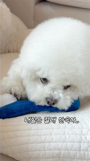 How to trick a dog who hates brushing their teeth 🪥*Products in the video are linked in profile!🤗...