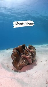 21K views · 127 reactions | As the largest bivalve mollusc, the giant...