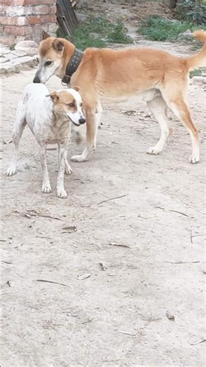 Dogs Friendship #dog #animals #cute #greedy #dogs