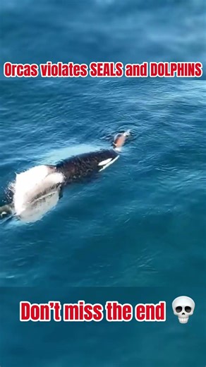 Bullies of the Ocean! Orca Violates Seals and Dolphins 🐋