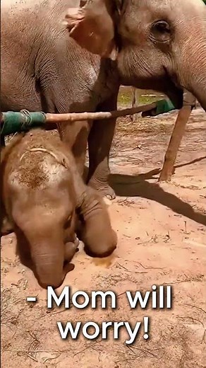 A cute baby elephant leaves home for the first time🐘😂 #funnyanimals #babyelephants #cuteelephants