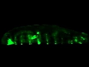 Drosophila Forward Crawling Segment and Gut Movements
