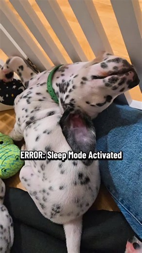I swear Dalmatians don’t just sleep… they enter a full theatrical performance every time they close their eyes 😭✨ This boy powered down mid-zoomies and rebooted in a position that defies all puppy logic 😂 Dalmatian parents, be honest... do yours sleep like this too or is mine… running on a “unique operating system”? 🤣 👇 Drop a pic or describe your pup’s weirdest sleep position! #Dalmatian #DalmatianPuppy #LINYDalmatians #DogMomLife #DogsofInstagram #PuppyLife #DalmatianLove #PuppyHumor | LIN