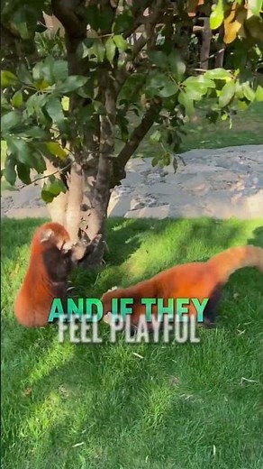 The Real-Life Turning Red Animal – Meet the Red Panda
