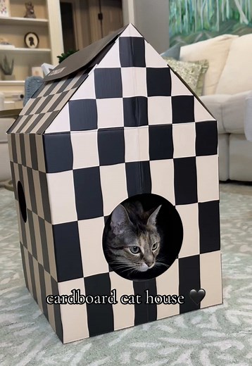 Cleo's Favorite Cardboard Cat House Setup