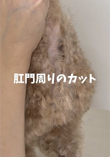 トイプードルのおしりまわりカットの基本