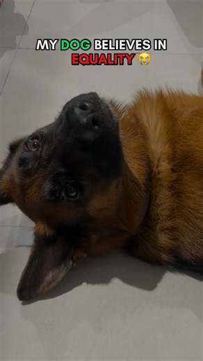 ‎Aryan | आर्यन | ਆਰੀਅਨ | آرین‎ on Instagram: "I was just joking boy, please take a nap 🥲😅 - #gsd #germanshephard #dogdad #tricks #comedy #relatable #funnyvideos #funnyvideosclips #explorepage #fyp"