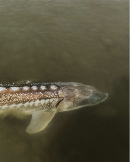 Hook into one of the largest freshwater fish in the world on the Fraser River. 🎣 Our guided sturgeon fishing excursions deliver the thrill anglers travel for.🌊 After a full day on the water, return to Fraser River Lodge to unwind, warm up, and relive the story of the catch.🏔️ #bigfish #fraserriver #sturgeonfishing #fraservalley #catchandrealease
