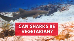 3.2K views · 21 reactions | Vegetarian sharks? Scientists discovered Bonnethead sharks can survive on a 90 per cent seagrass diet. | Newsweek | Facebook