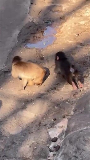 Understanding Punchkun and Its Cutest Variants