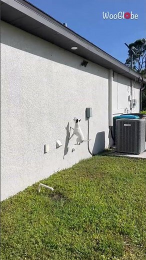 Mischievous Dog Chases Squirrel: Chaos Ensues in Hilarious Video || WooGlobe