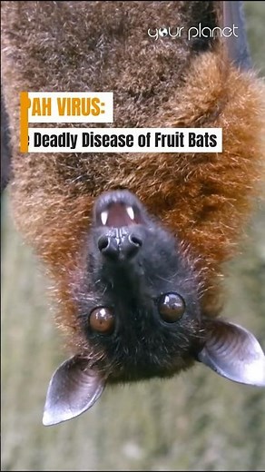 Nipah Virus The Deadly Disease of Fruit Bats | #naturedocumentary #nipahvirus #nipah