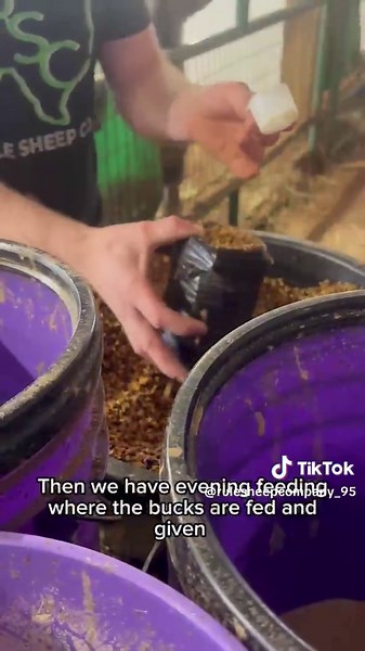 A Day in the Buck Barn: Feeding and Genetics Care