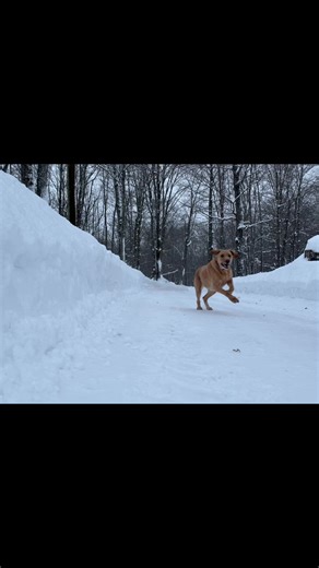 #hardy #dogyears #bestfriend #dog I’m his human…