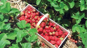 Strawberries are ripe and ready for a 'pick your own adventure' at local RI farms