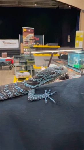 Blue tree monitor (Varanus macraei ) is a stunning arboreal monitor lizard from Indonesia’s Batanta Island known for its vibrant turquoise blue spots on a dark body and its prehensile tail used for climbing in tropical forests. Discovered in 2001 it is a fast, elusive, and intelligent reptile. #bluetreemonitor #varanusmacraei #reptile #lizard #trending | JTK Reptiles