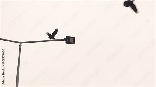 Two black crows perch on a snow-covered street lamp during heavy snowfall, as one takes flight — a cinematic moment of urban wildlife in harsh winter. Wild birds, crow