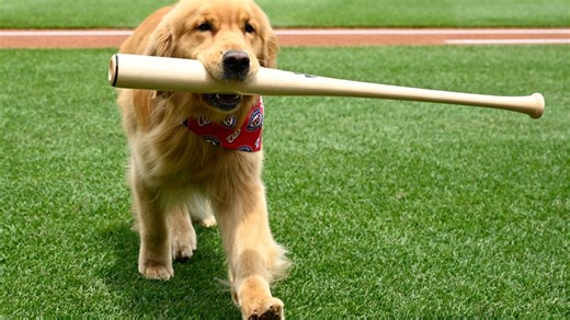 Nationals' bat-retrieving dog Bruce makes MLB debut