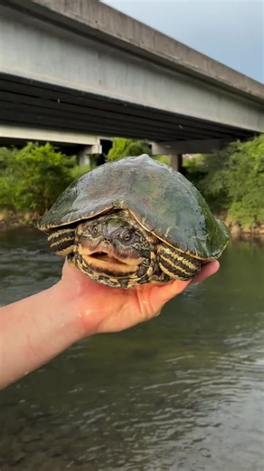 Jaws of Power! #turtles #mapturtlepower #jaws #strength #crush #crushing #snails #clams #mussels #crayfish #food #wild #dinosaur #fascinating #interesting #amusing #nature #reptile #reptiles #cool #sharing