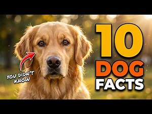 The Dog: Evolution Has Escalated Here