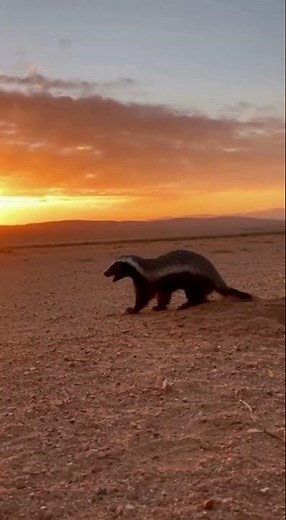 “Honey Badger vs Fox — No Fear in the Wild!”