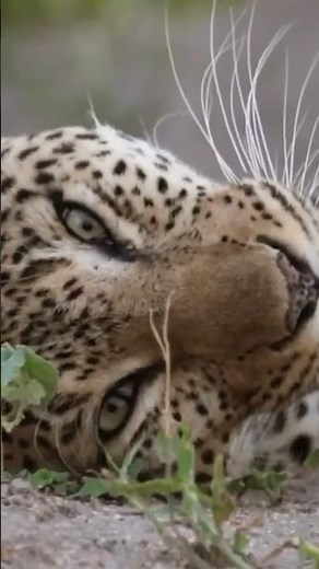 Volunteering in Greater Kruger: Make a Difference in Wildlife Conservation #goeco #volunteer #africa