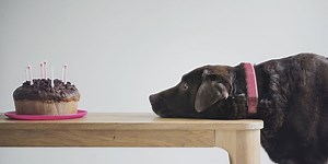 10 human foods dogs definitely can't eat and 8 they can