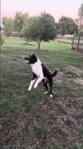 The many adventures of Grace the border collie Australian shepherd mix