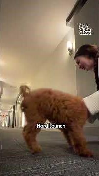 Top 10 Hilarious Pet Videos!