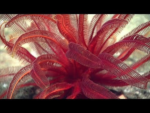 Facts: The Feather Star