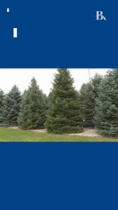 A 25-foot concolor fir selected for display as the White House’s Christmas tree was cut down, baled and loaded onto the back of a truck Tuesday at the Michigan farm where it was grown. Korson’s Tree Farms in Sidney Township, about 150 miles northwest of Detroit, won a nationwide contest to supply the tree that will take up residence in the Blue Room. It’s to arrive at the president’s home on Monday. This marks the sixth time Korson’s has competed in the National Christmas Tree Association’s cont