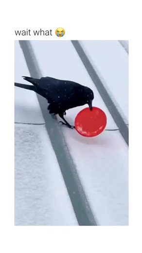Kryth | This footage captures a rare example of non-functional play behavior in a wild bird. ​The Subject The animal shown is a member of the... | Instagram