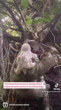 🦥Baby Sloth Reunited With Mom!