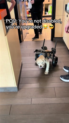 Cocker Spaniel Wheelchair for IVDD: 14-Year-Old Walks Again