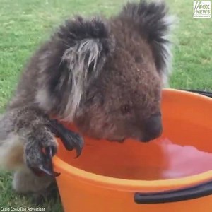 269K views · 9.7K reactions | One thirsty koala graciously accepted a bucket of water during a heat wave in south Adelaide, Australia. The parched marsupial drank for “20 minutes without stopping” while kind onlookers gently poured water on its back to cool it down. | Fox News | Facebook