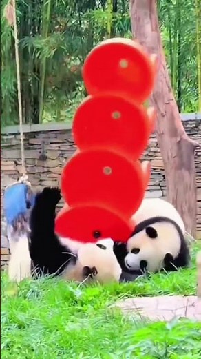 Pandas Gone Wild! The Cutest Fails You’ll Ever See! #FunnyAnimals #PandaMoments #ViralShorts
