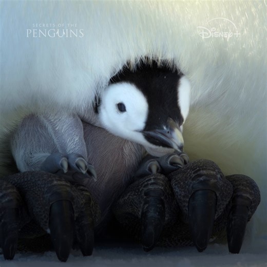 Making friends is crucially important for penguin chicks. It's also exactly as adorable as it sounds. #SecretsOfThePenguins is now streaming on Disney and Hulu | National Geographic Animals