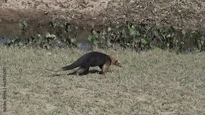 southern tamandua, Tamandua tetradactyla, also collared anteater or lesser anteater, is a species of anteater from South America, foraging on a meadow in the southern Pantanal, Brazil.