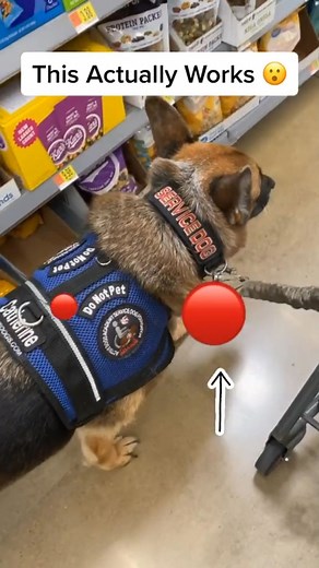 German Shepherd Service Dog | Did it work for YOU? - 🐾 🐾 🐾 #gsddog #doggo #gsdofinstagram #gsd #gsdpuppy #gsdlover #germanshepherds #germanshepherdclub... | Instagram