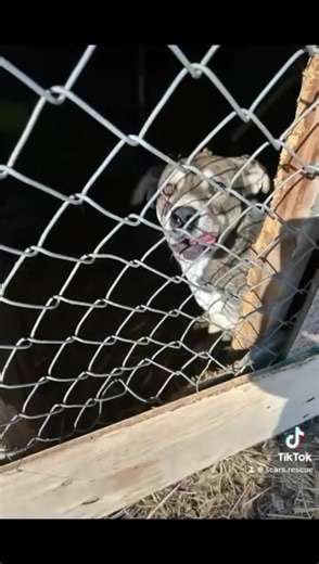 🐾 Urgent Call for Help: Dogs in Need of Loving Homes 🐾 We wanted to take a moment to shed light on a critical situation happening right now in rural Alberta. There are countless dogs waiting for homes in local pounds, and many people may not realize the extent of the pet population crisis we're facing. 😨 These pounds often remain off the radar, yet they house so many wonderful animals who deserve a second chance. The heartbreaking truth is that the current availability of spots in shelters or