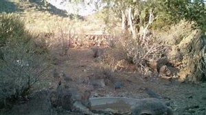 Happy #NationalWildlifeDay! Did you know our 12 MaricopaParks include over 120,000 acres of trails, campgrounds, nature centers, and open space to enjoy? Check out this footage of some cute critters who are big fans of our parks, and then plan your visit at Maricopa.gov/Parks! | Maricopa County