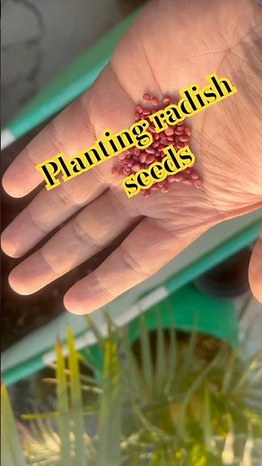 Planting Radish Seeds #shorts #terracegarden #FYP #viral #trending #subscribe #new #fitness