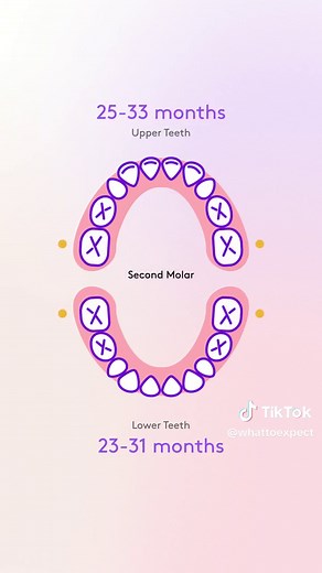 When will your baby’s first tooth pop up? 🦷 Here’s a typical baby teeth timeline (this may differ for your baby) so you know what to expect. 📲 For more tips on caring for your baby's teeth, check out the What to Expect app. Tap the link in our bio to download it. #teething #teethingbaby #teethingbabytips #babydevelopment #babytok #babylife #lifewithababy #babyparents #firsttimeparents #newparents