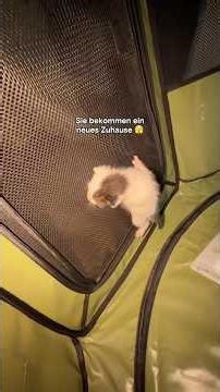 Die Baby Katzen ziehen um 👀 #bosnien #katze