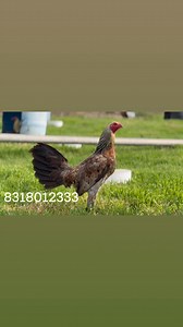 Gallos Finos Spring Grove | Spring Grove Inc Roberto R